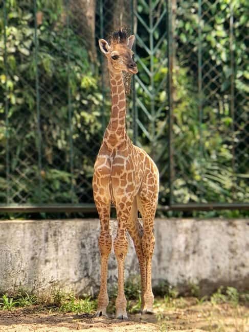 Ho Chi Minh City: Zoo & History Museum Guided Tour - Deep Dive into Vietnam’s Past at the History Museum
