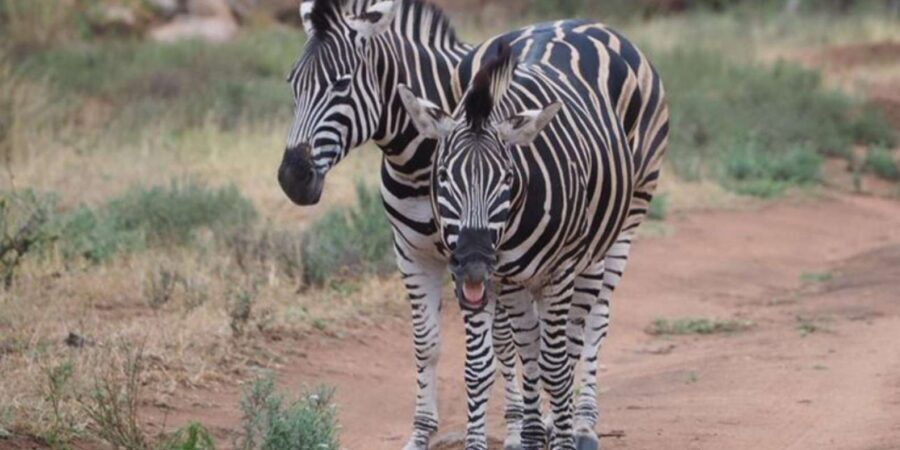Hoedspruit: Dinner in the Bush & Safari Game Drive - The Dinner Under the Stars