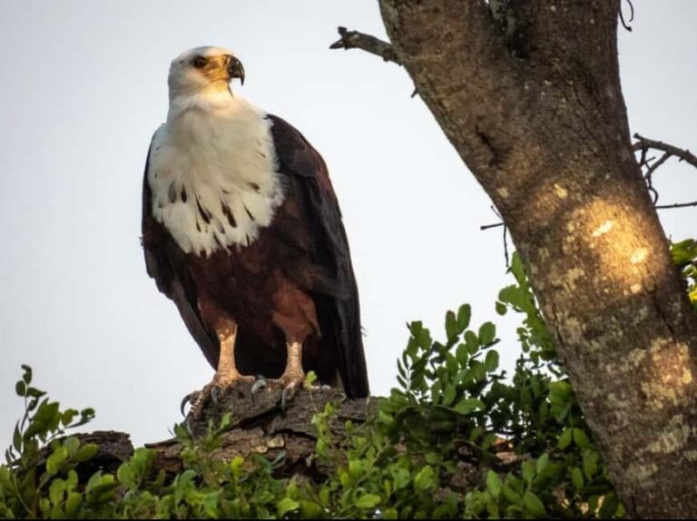 Hoedspruit: HALF Day in the Iconic Kruger National Park! - Final Thoughts