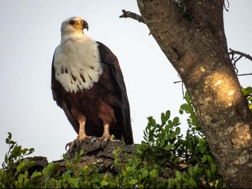 Hoedspruit: HALF Day in the Iconic Kruger National Park! - Final Thoughts