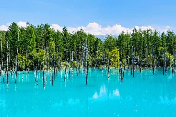 Hokkaido Flowers and Blue Pond Tour - Authentic Traveler Feedback