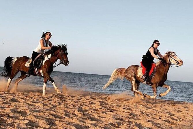 Horse Ride Trip , Bedouin Dinner And Show - Sharm El Sheikh - Analyzing the Value: Price and Experience