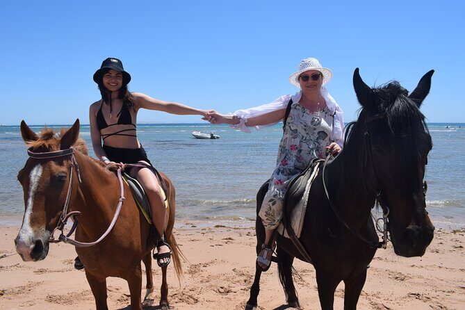 Horse Riding 3 Hours Beach, Desert, & Swimming By Horse in red sea - Hurghada - The Horses and Animal Welfare