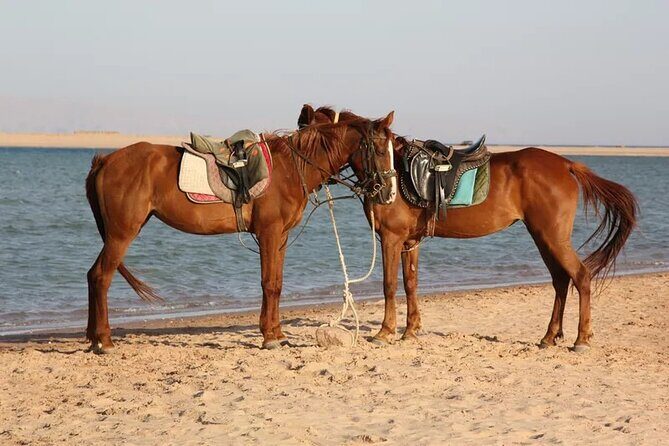 Horse Riding in Dahab - Practical Tips for Participants