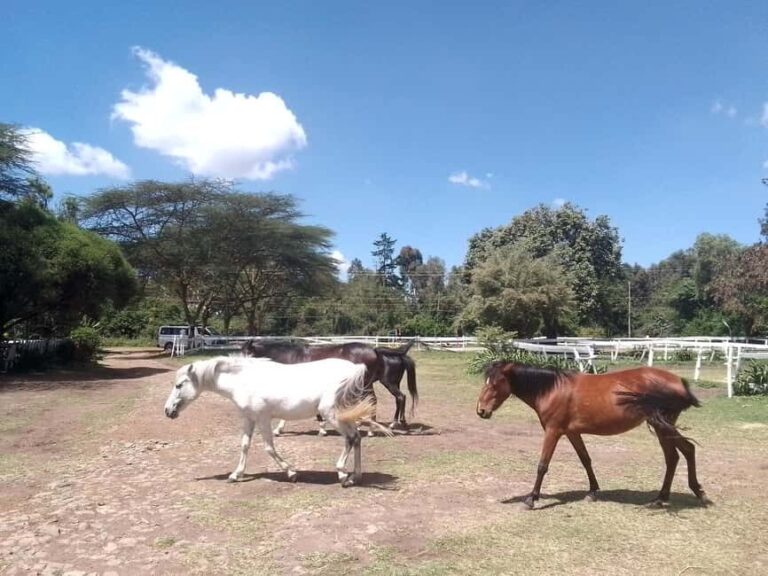 Horse Riding Tour Adventure in Nairobi - Is It Worth the Price?