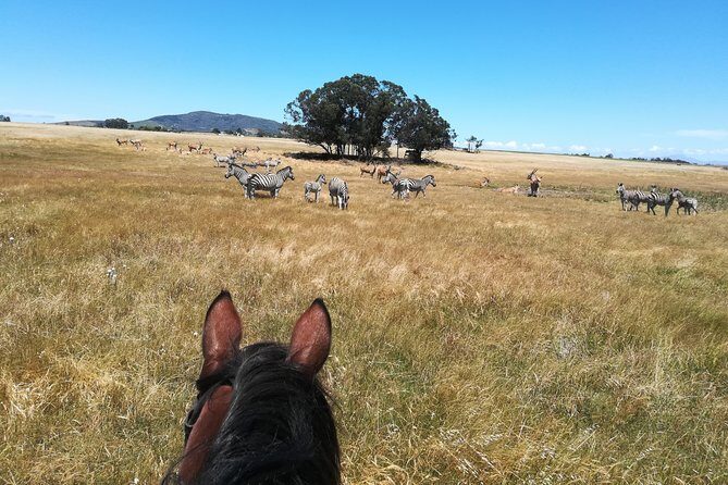 Horse Riding Wildlife Safari - Who Would Enjoy This Tour?