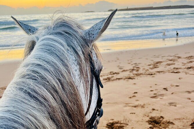 Horseback Riding On The Beach Of Essaouira - Authentic Experiences Reported by Participants