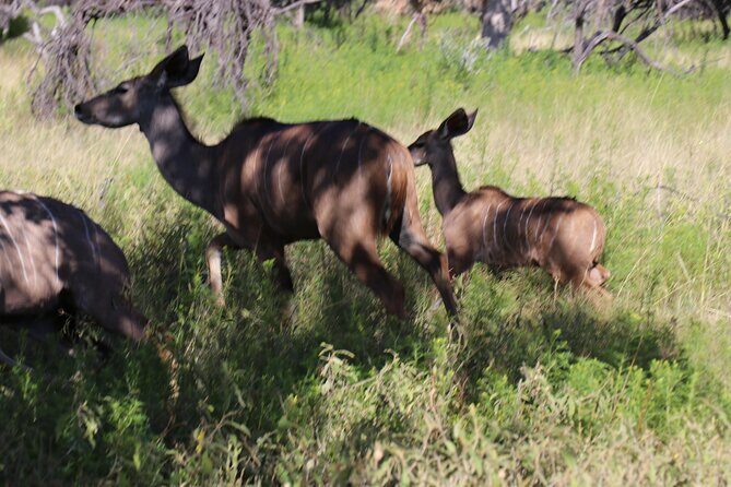 Horseback Safari Adventure in Hartbeespoort from Johannesburg - Arrival at Silkaatsnek Nature Reserve: The Heart of the Safari
