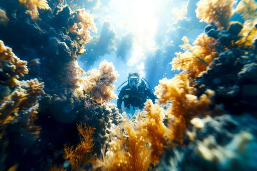 Hurghada: 1 day DIVING Refrechment, Check Dives and Dolphins - Who Is This Tour Best For?