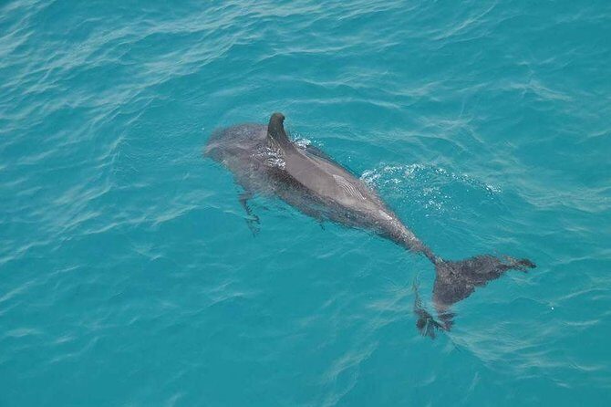 Hurghada Boat Trip to See Dolphins With Snorkeling and Lunch - Detailed Breakdown of the Itinerary