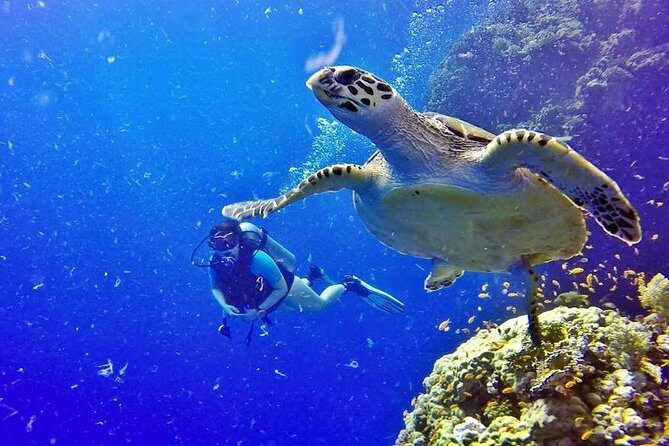 Hurghada: Full-Day Diving Tour with Lunch & Two Dive Sites - What Makes This Tour Stand Out?