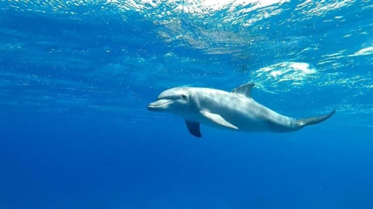 Hurghada: Orange Bay Snorkeling cruise and optional diving - The Boat Experience: Comfort and Hygiene