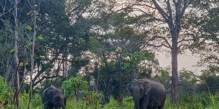 Hurulu Eco Park: 3-Hour Morning or Evening Safari - Why Choose This Safari?