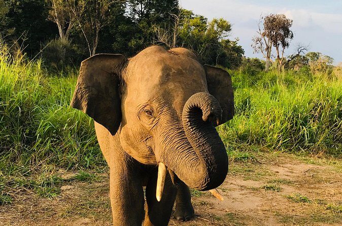Hurulu Eco Park Half Day Safari - What You Can Expect on the Tour