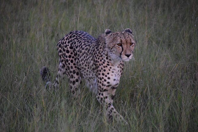 Hwange Day Trip - The Wildlife Experience