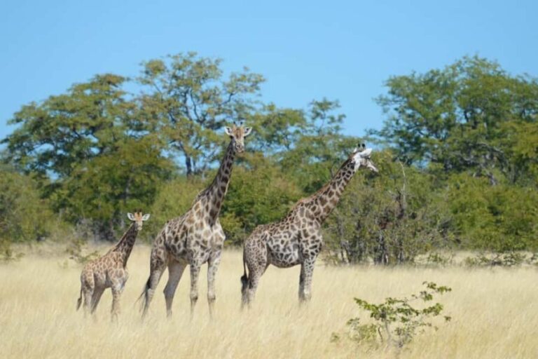Hwange Full Day Safari from Victoria Falls - A Detailed Breakdown of the Itinerary