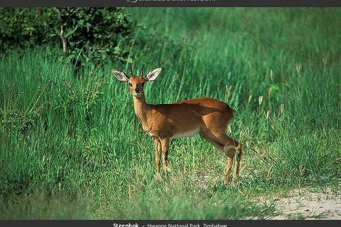 Hwange National Park Full Day Game Drive Safari - The Experience: What to Expect