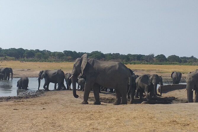 Hwange National Park Full Day Trip - What Makes This Tour Stand Out?
