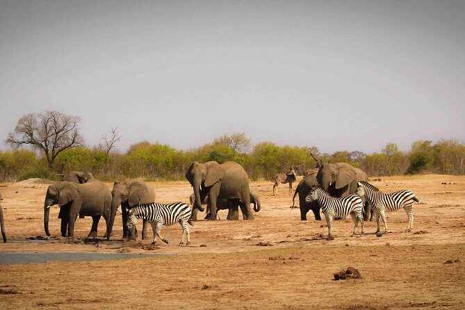 Hwange (Safari) Day Trip from Victoria Falls - An Inside Look at the Itinerary