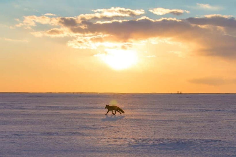 Ice Horizon Walk: Frozen Sea Adventure of Notsuke Peninsula - Practical Tips for Your Visit