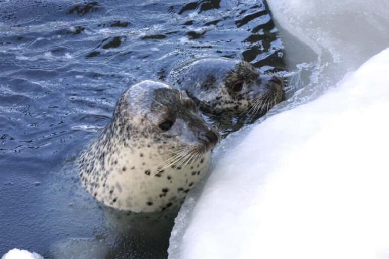 Icebreaker GARINKO GO III Cruise Explore Ice and Snow Tour - Who should consider this tour?