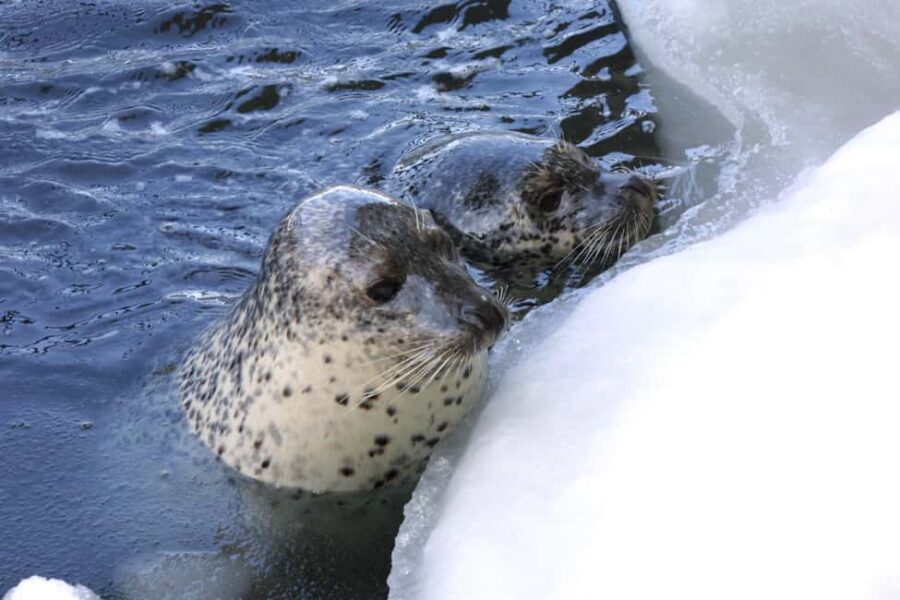 Icebreaker GARINKO GO III Cruise Explore Ice and Snow Tour - Who should consider this tour?