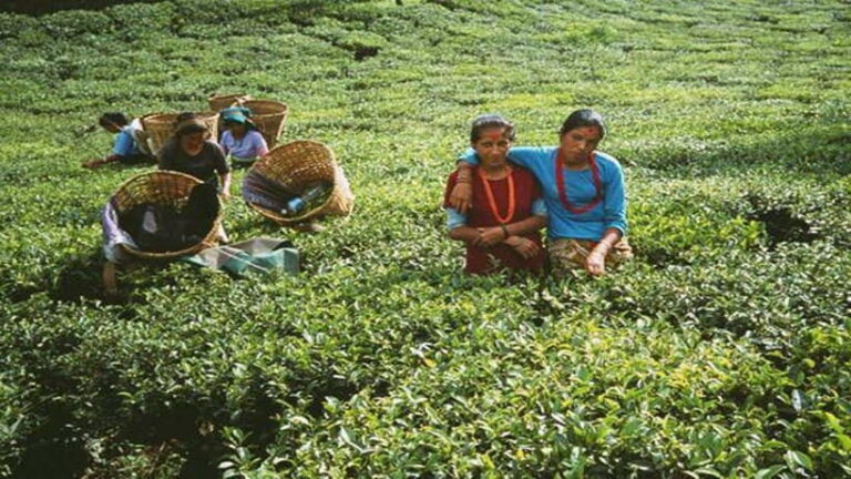 Ilam: 7-Day Luxury Tea Garden Stay in Illam - The Experience of a Lifetime in the Hills of Ilam