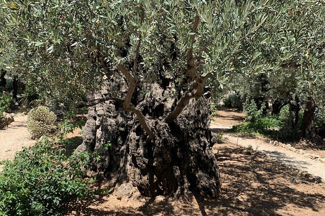 In The Footsteps of Jesus Day Tour - Dguide Self Guiding App - Authentic Experiences and Traveler Perspectives