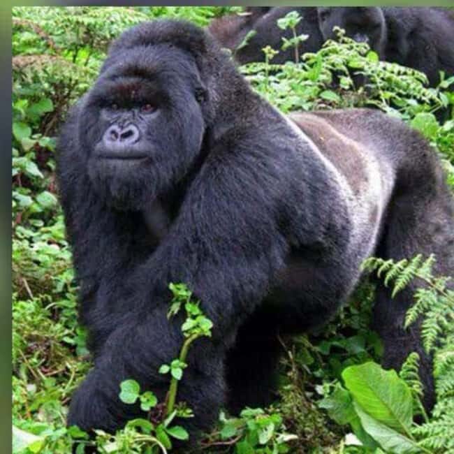 Incredible gorilla Trekking experience in Rwanda - Final Thoughts