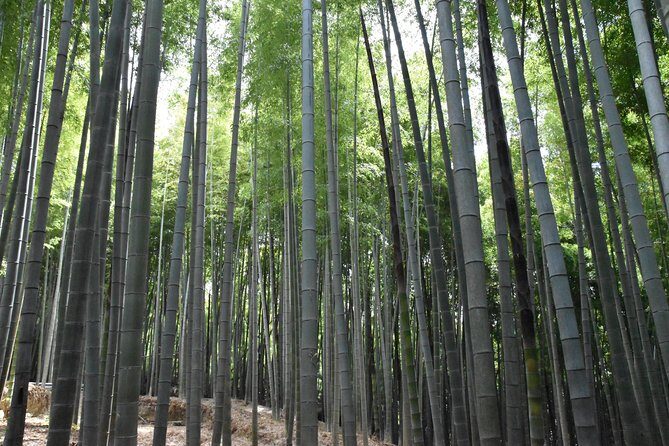 Inside of Fushimi Inari - exploring and lunch with locals - The Sum Up