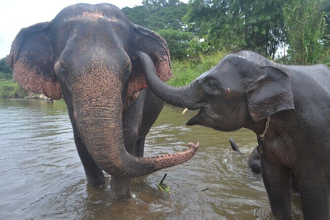 Inthanon Heaven Trail(Living Green Elephant Sanctuary) - An In-Depth Look at the Experience