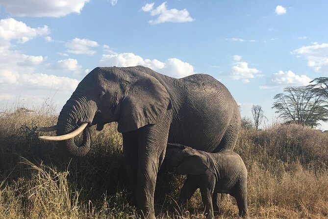 Introducing Kenya Safari Package - The Bottom Line: Who Should Consider This Tour?