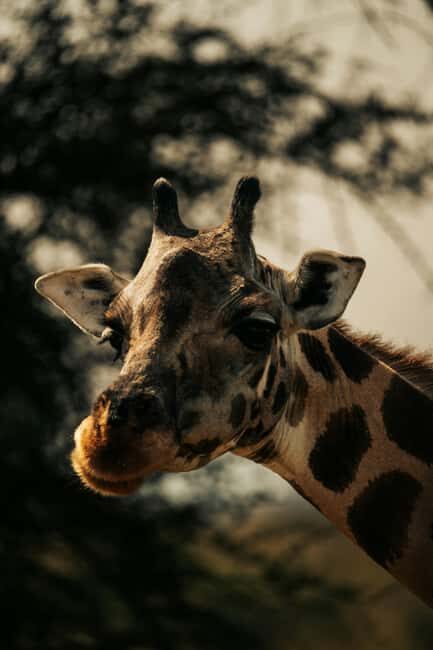 Iringa: Ruaha National Park 2-Day Safari with Game Drives - What Makes This Tour Stand Out