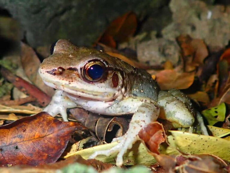 Ishigaki: Jungle Walk and Stargazing Night Tour - What Sets It Apart?