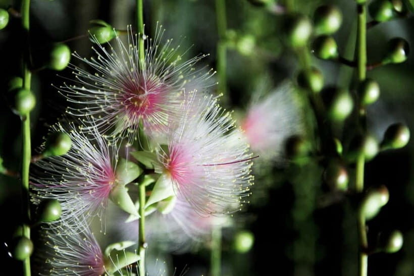 Ishigaki:A phantom flower withers overnight "Sagari-bana" - Ishigaki: A Phantom Flower Withers Overnight "Sagari-bana" — An In-Depth Review