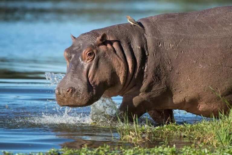 Isimangaliso Boat Cruise & Game Drive Day Tour from Durban - FAQs