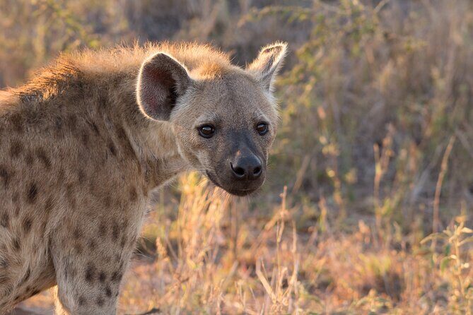 iSimangaliso Sunset Game Drive - How is the Experience Structured?
