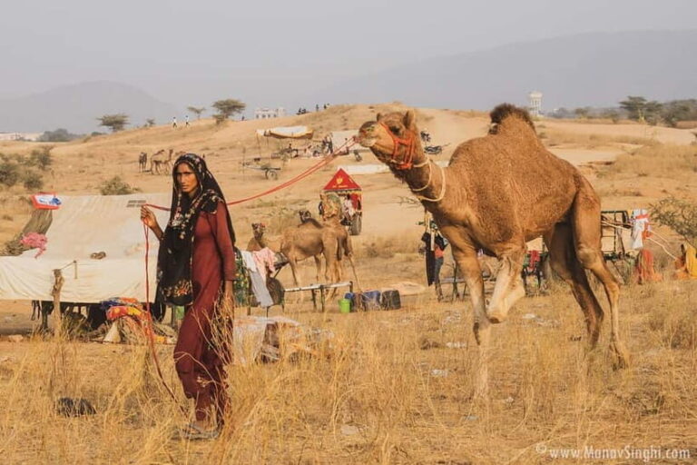 Jaipur: Ajmer & Pushkar Day Trip with Lunch & Camel ride - Final Thoughts: Is This Tour Worth It?
