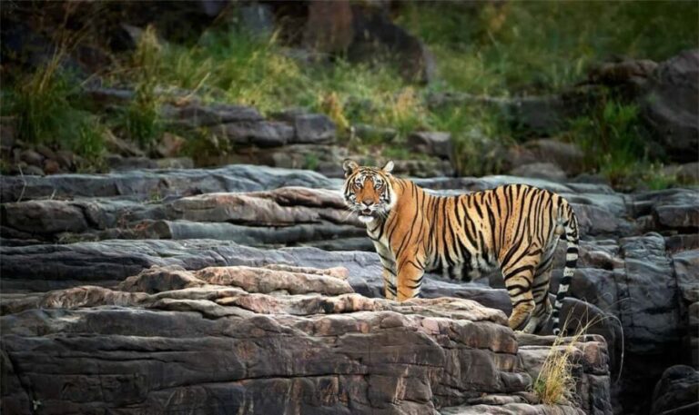 Jaipur City Tour & Jhalana Leopard Safari Tour - Practical Details: What’s Included and What to Know