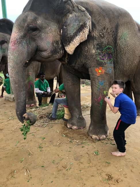 Jaipur: Elephant Interaction Tour - Who It’s Best For