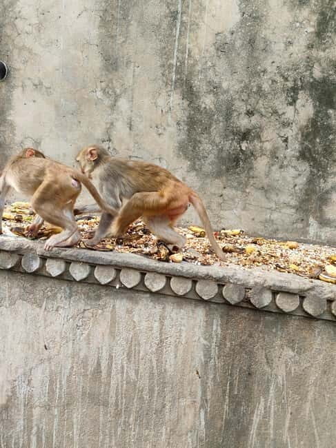 Jaipur Full-Day City Tour with Monkey Temple By AC Car - The Logistics and What It Means for You