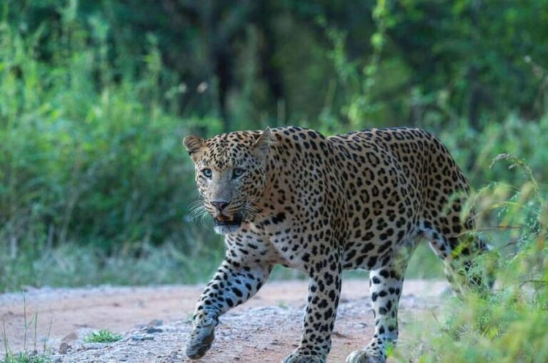 Jaipur: Half-Day Jhalana Leopard Safari with Guide - Analyzing the Value for Travelers