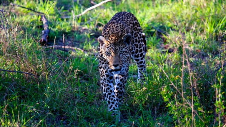 Jaipur: Jhalana Amagarh Leopard Safari Park Guided Tour - Why This Tour Offers Good Value