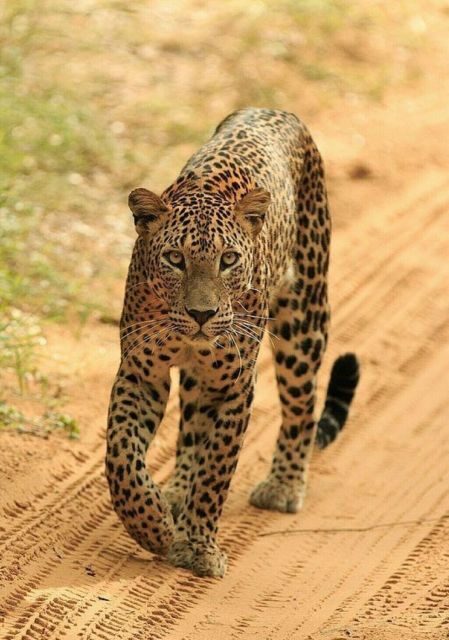 Jaipur: Jhalana/Amagarh leopard safari private tour - A Deep Dive into the Safari Experience