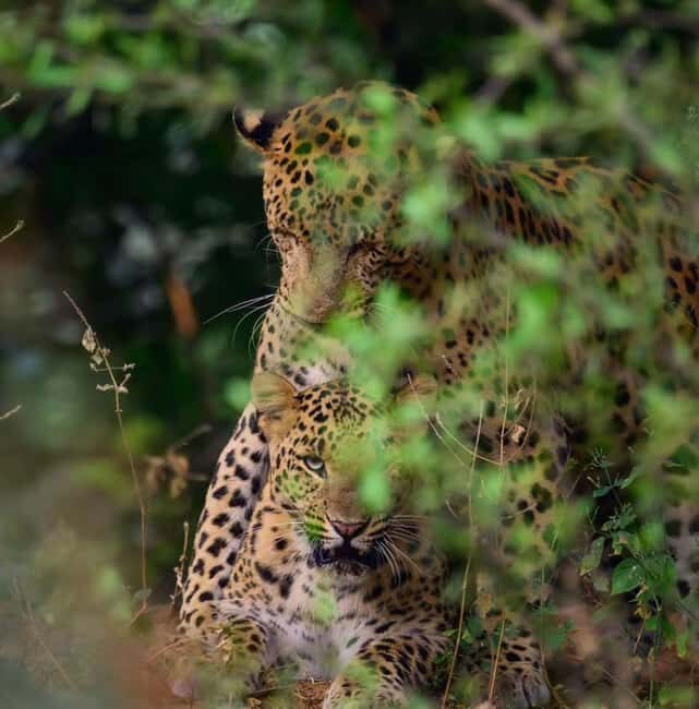 Jaipur: Jhalana/amagarh Leopard Safari - Is This Safari Right for You?