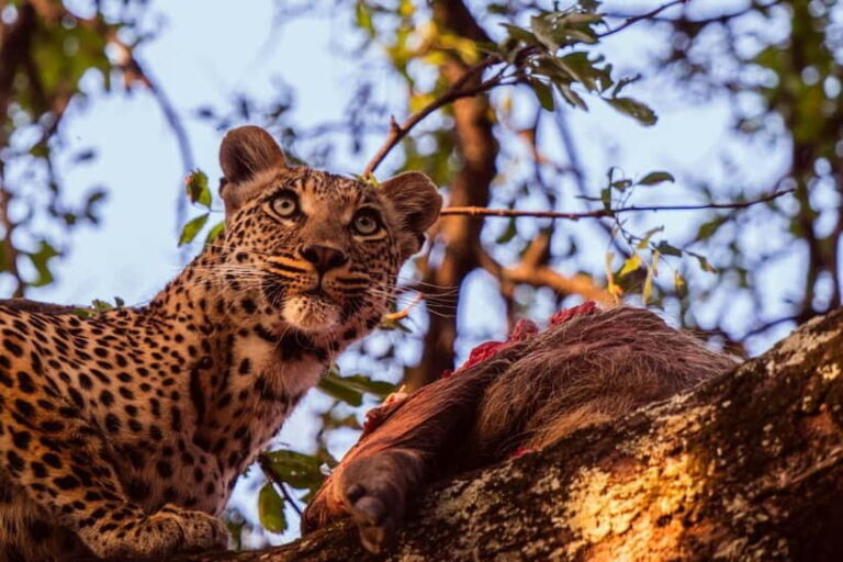 Jaipur: Jhalana leopard safari private tour - Exploring the Route and Itinerary