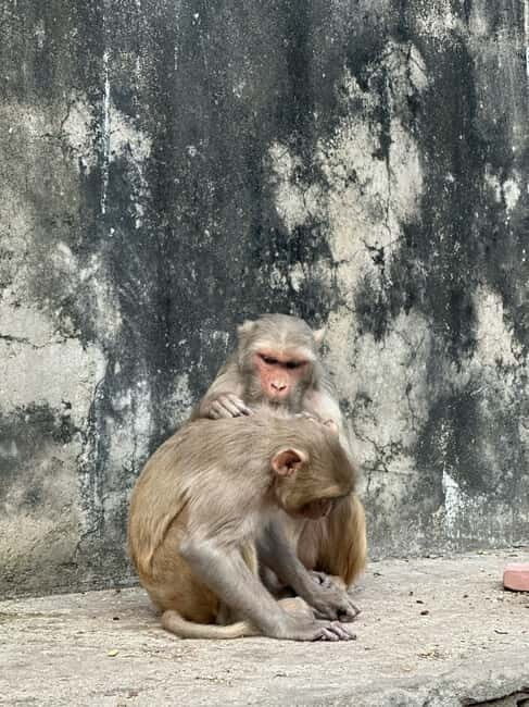 Jaipur: Monkey Temple and Sun Temple Guided Tour - The Practicalities: What You Need to Know