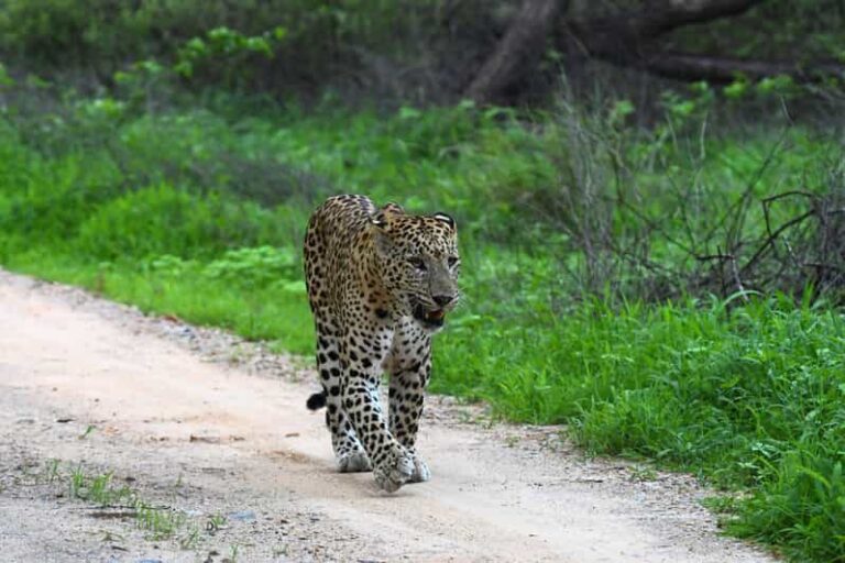 Jaipur: Private Guided Jhalana Leopard Safari Tour - What to Expect from the Itinerary