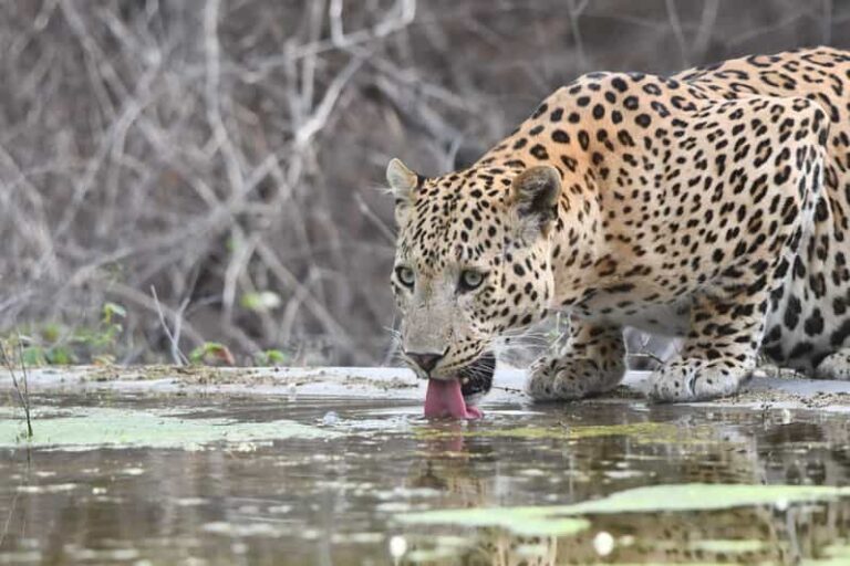 Jaipur: Private Jhalana Leopard Safari Tour - Practical Details: What You Need to Know