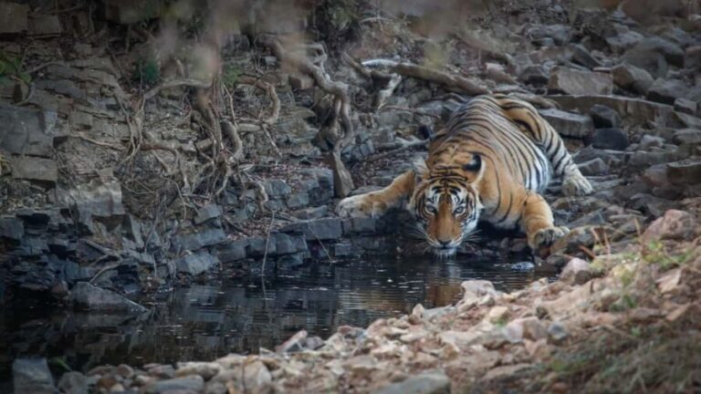 Jaipur: Ranthambhore Tiger Safari Day Trip - FAQs about the Jaipur: Ranthambhore Tiger Safari Day Trip